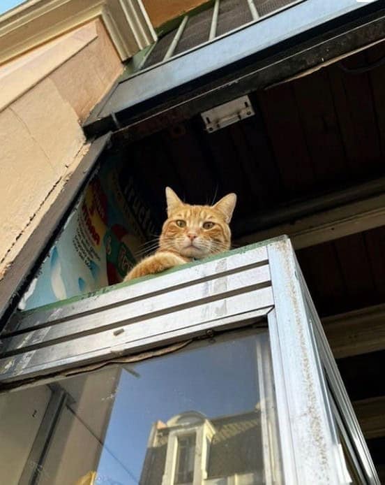 bodega cat, bodega cats, funny cat pictures, funny cats, corner‑store cat, shop cat, store feline, cat memes, kitty memes, funny feline pics, funny cat, humorous cat, silly kitty, cat pictures, cat photos, kitty images