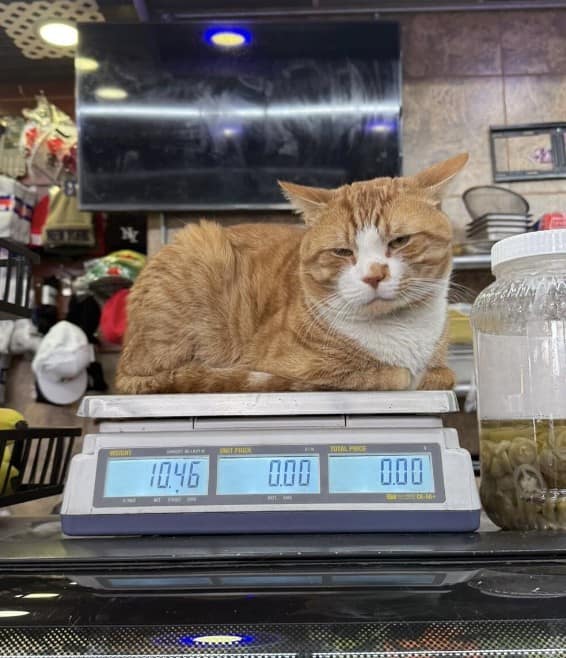 bodega cat, bodega cats, funny cat pictures, funny cats, corner‑store cat, shop cat, store feline, cat memes, kitty memes, funny feline pics, funny cat, humorous cat, silly kitty, cat pictures, cat photos, kitty images