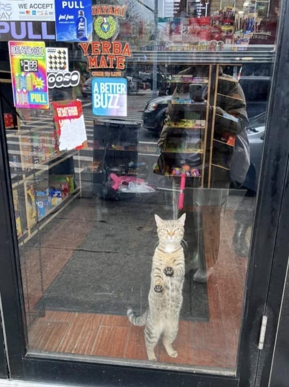 bodega cat, bodega cats, funny cat pictures, funny cats, corner‑store cat, shop cat, store feline, cat memes, kitty memes, funny feline pics, funny cat, humorous cat, silly kitty, cat pictures, cat photos, kitty images