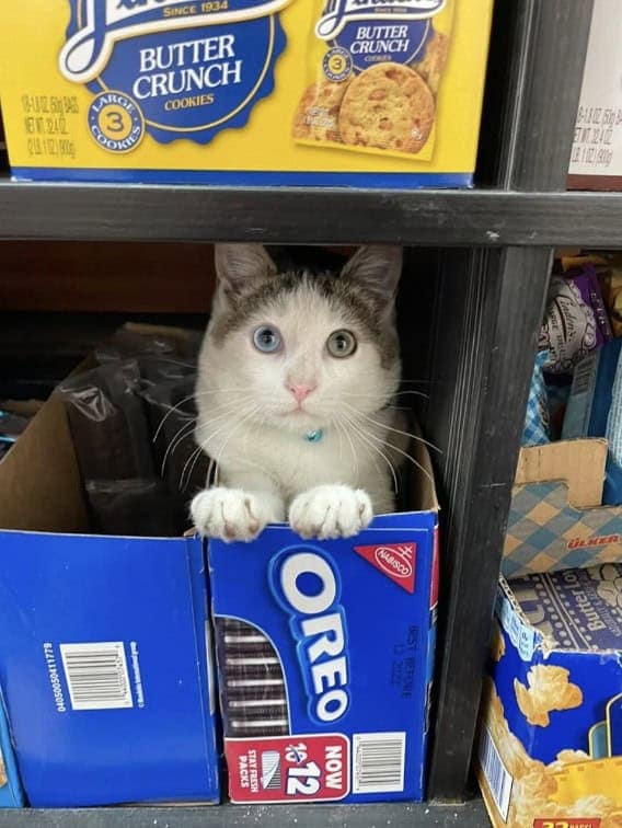 bodega cat, bodega cats, funny cat pictures, funny cats, corner‑store cat, shop cat, store feline, cat memes, kitty memes, funny feline pics, funny cat, humorous cat, silly kitty, cat pictures, cat photos, kitty images