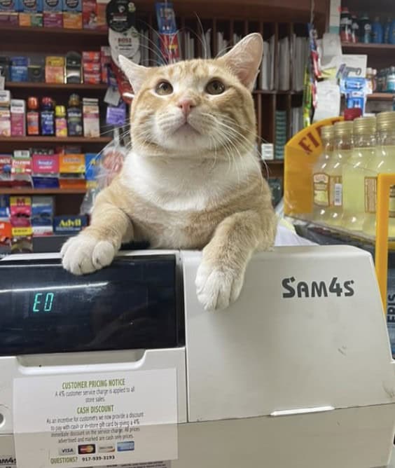 bodega cat, bodega cats, funny cat pictures, funny cats, corner‑store cat, shop cat, store feline, cat memes, kitty memes, funny feline pics, funny cat, humorous cat, silly kitty, cat pictures, cat photos, kitty images