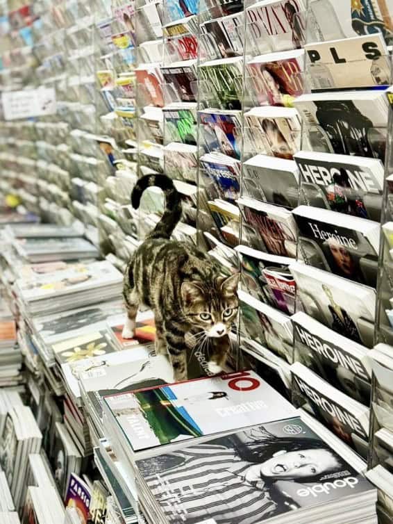 bodega cat, bodega cats, funny cat pictures, funny cats, corner‑store cat, shop cat, store feline, cat memes, kitty memes, funny feline pics, funny cat, humorous cat, silly kitty, cat pictures, cat photos, kitty images