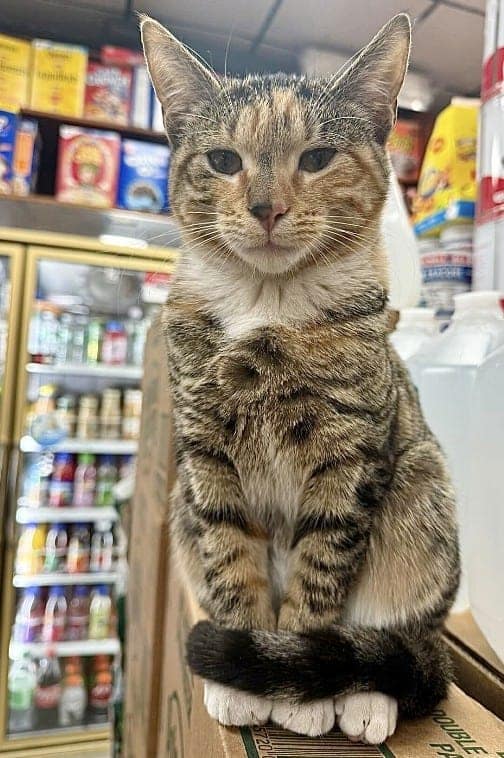 bodega cat, bodega cats, funny cat pictures, funny cats, corner‑store cat, shop cat, store feline, cat memes, kitty memes, funny feline pics, funny cat, humorous cat, silly kitty, cat pictures, cat photos, kitty images