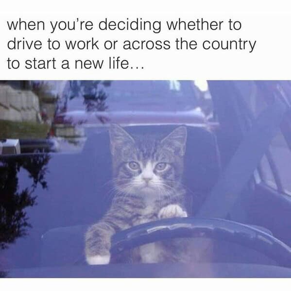 cat memes, funny cat memes, kitty memes, feline memes, kitty jokes, funny cat, silly cat, cat humor, kitten memes, baby cat jokes, tiny feline laughs, cat jokes, feline jokes, whisker humor