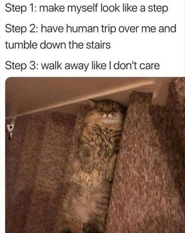 cat memes, funny cat memes, kitty memes, feline memes, kitty jokes, funny cat, silly cat, cat humor, kitten memes, baby cat jokes, tiny feline laughs, cat jokes, feline jokes, whisker humor