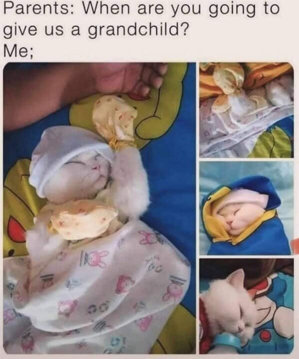 cat memes, funny cat memes, kitty memes, feline memes, kitty jokes, funny cat, silly cat, cat humor, kitten memes, baby cat jokes, tiny feline laughs, cat jokes, feline jokes, whisker humor