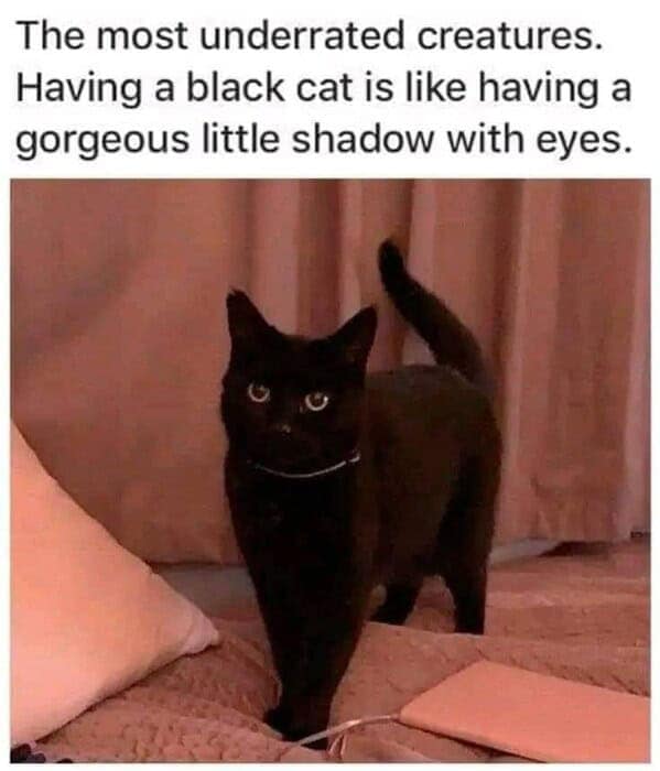 cat memes, funny cat memes, kitty memes, feline memes, kitty jokes, funny cat, silly cat, cat humor, kitten memes, baby cat jokes, tiny feline laughs, cat jokes, feline jokes, whisker humor