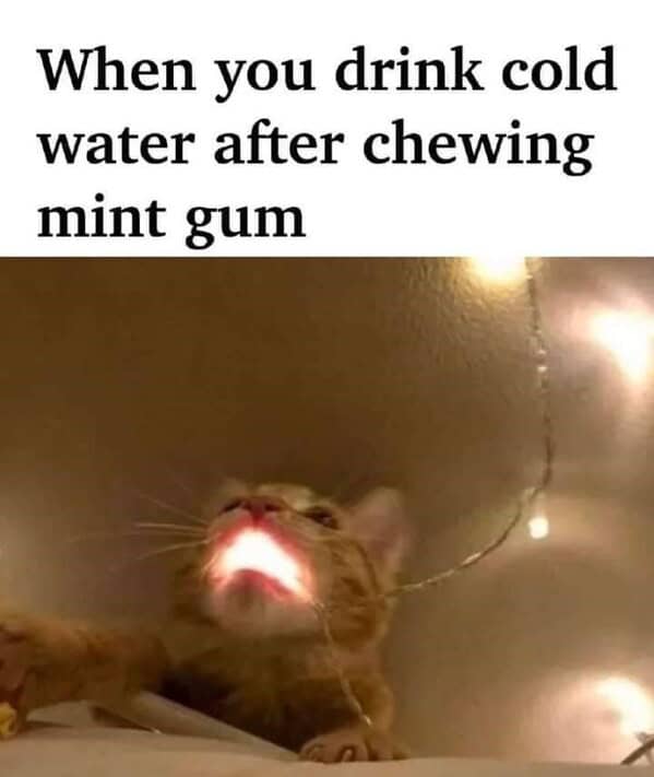 cat memes, funny cat memes, kitty memes, feline memes, kitty jokes, funny cat, silly cat, cat humor, kitten memes, baby cat jokes, tiny feline laughs, cat jokes, feline jokes, whisker humor