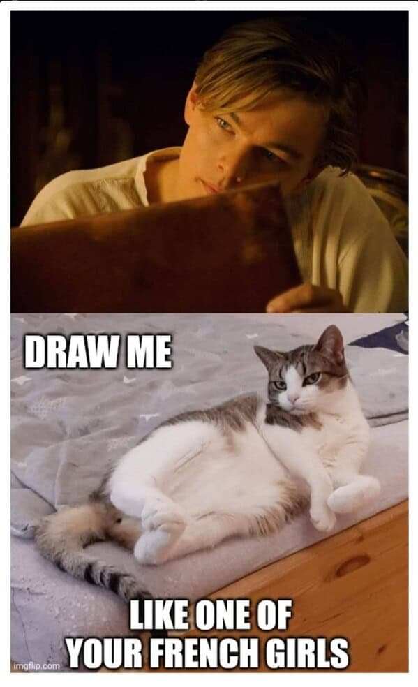 cat memes, funny cat memes, kitty memes, feline memes, kitty jokes, funny cat, silly cat, cat humor, kitten memes, baby cat jokes, tiny feline laughs, cat jokes, feline jokes, whisker humor