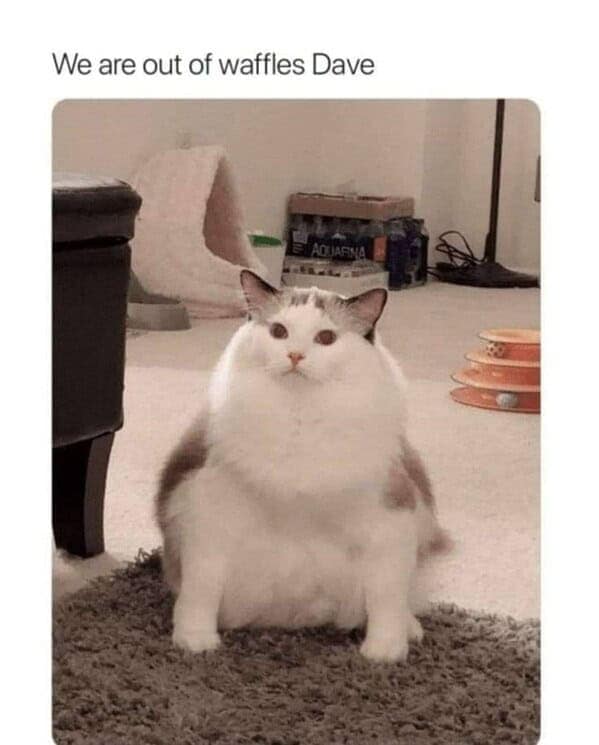 cat memes, funny cat memes, kitty memes, feline memes, kitty jokes, funny cat, silly cat, cat humor, kitten memes, baby cat jokes, tiny feline laughs, cat jokes, feline jokes, whisker humor