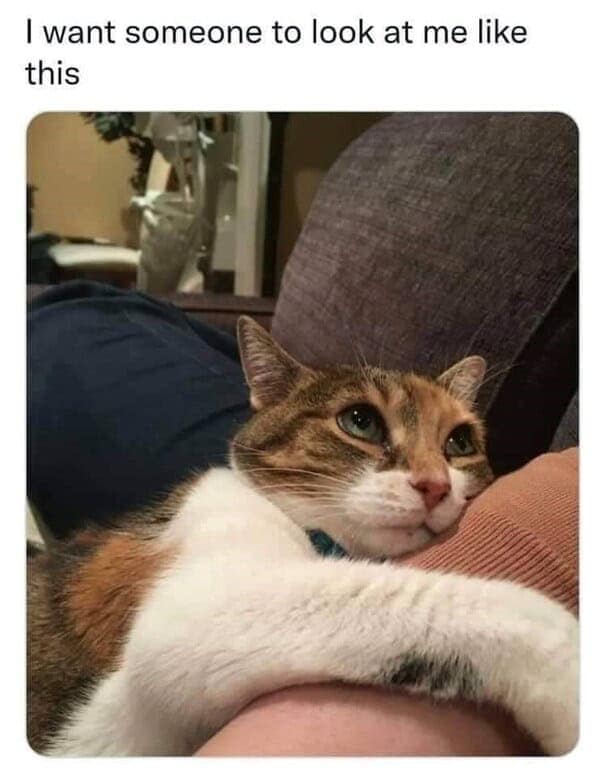 cat memes, funny cat memes, kitty memes, feline memes, kitty jokes, funny cat, silly cat, cat humor, kitten memes, baby cat jokes, tiny feline laughs, cat jokes, feline jokes, whisker humor