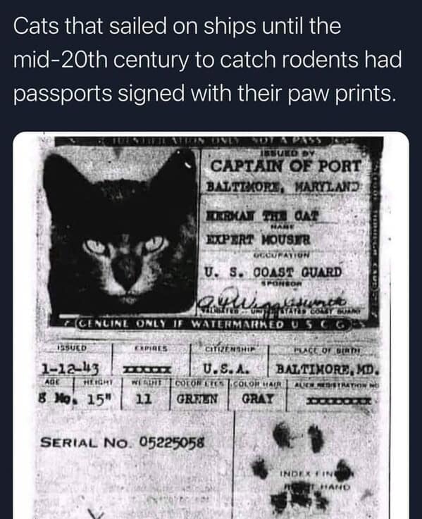 cat memes, funny cat memes, kitty memes, feline memes, kitty jokes, funny cat, silly cat, cat humor, kitten memes, baby cat jokes, tiny feline laughs, cat jokes, feline jokes, whisker humor