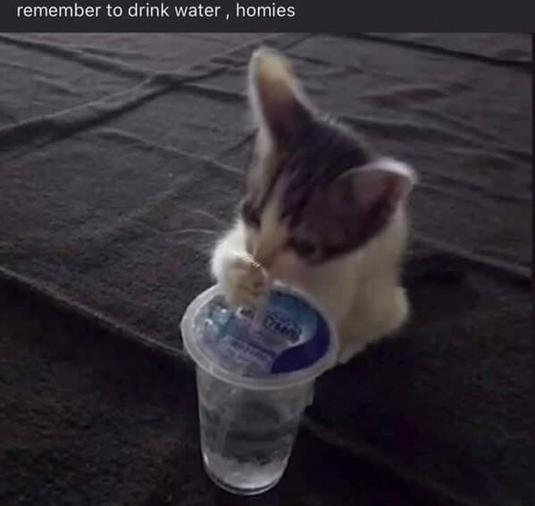 cat memes, funny cat memes, kitty memes, feline memes, kitty jokes, funny cat, silly cat, cat humor, kitten memes, baby cat jokes, tiny feline laughs, cat jokes, feline jokes, whisker humor