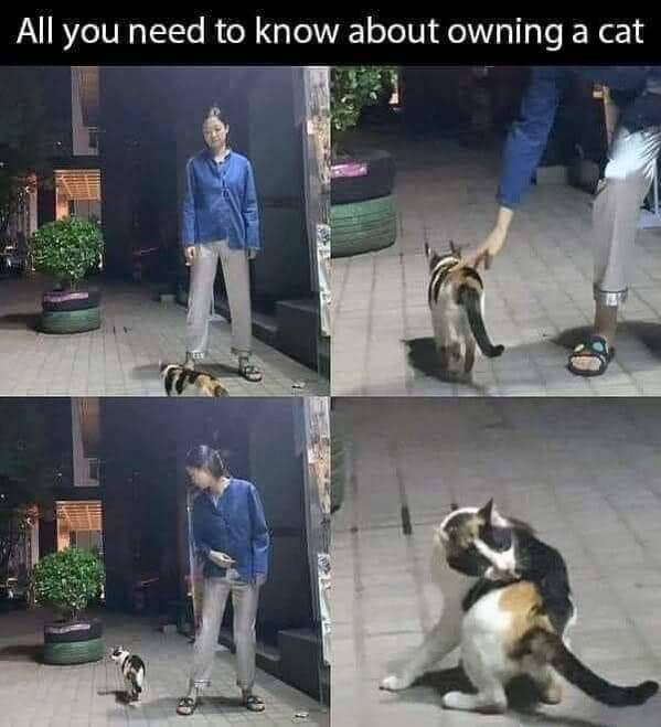 cat memes, funny cat memes, kitty memes, feline memes, kitty jokes, funny cat, silly cat, cat humor, kitten memes, baby cat jokes, tiny feline laughs, cat jokes, feline jokes, whisker humor