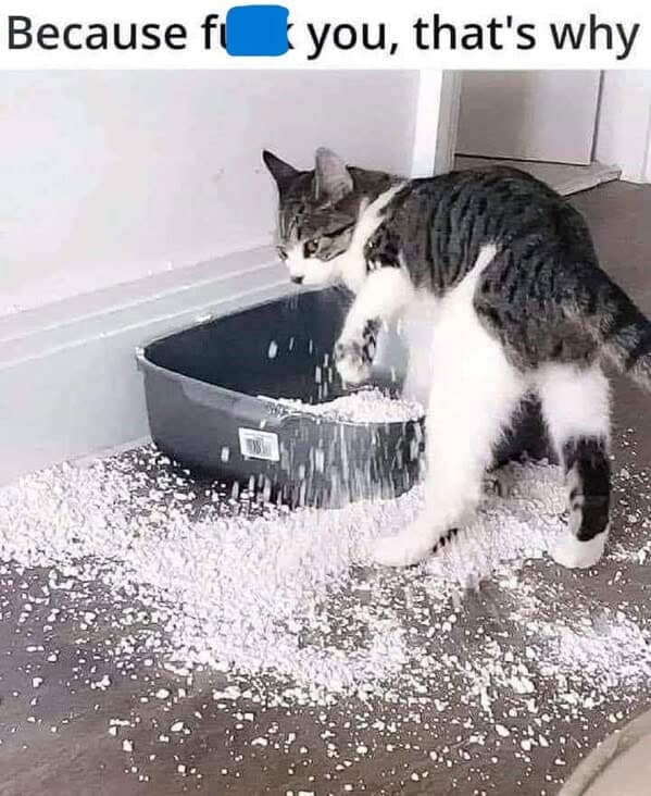 cat memes, funny cat memes, kitty memes, feline memes, kitty jokes, funny cat, silly cat, cat humor, kitten memes, baby cat jokes, tiny feline laughs, cat jokes, feline jokes, whisker humor