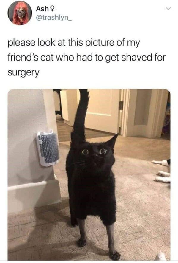 cat memes, funny cat memes, kitty memes, feline memes, kitty jokes, funny cat, silly cat, cat humor, kitten memes, baby cat jokes, tiny feline laughs, cat jokes, feline jokes, whisker humor
