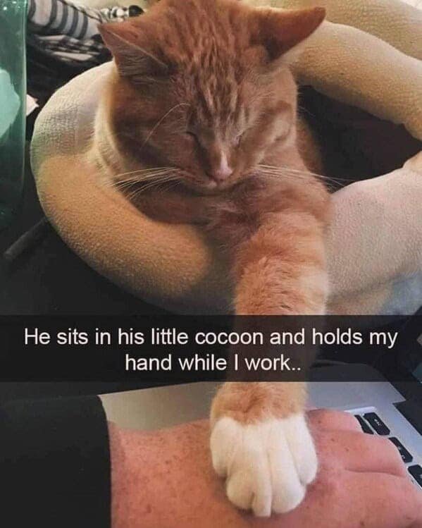 cat memes, funny cat memes, kitty memes, feline memes, kitty jokes, funny cat, silly cat, cat humor, kitten memes, baby cat jokes, tiny feline laughs, cat jokes, feline jokes, whisker humor