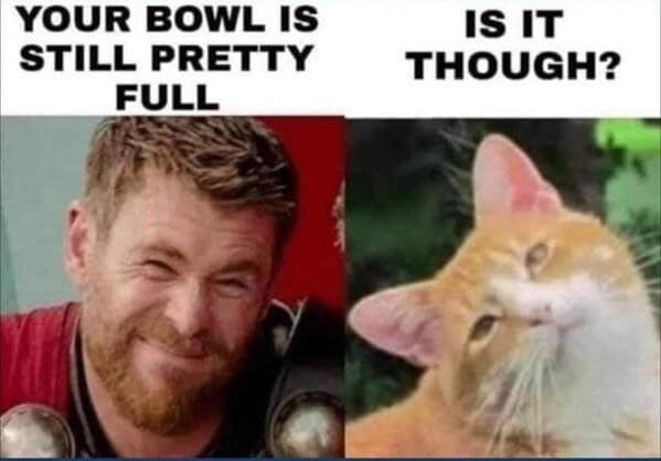 cat memes, funny cat memes, kitty memes, feline memes, kitty jokes, funny cat, silly cat, cat humor, kitten memes, baby cat jokes, tiny feline laughs, cat jokes, feline jokes, whisker humor
