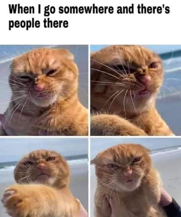 cat memes, funny cat memes, kitty memes, feline memes, kitty jokes, funny cat, silly cat, cat humor, kitten memes, baby cat jokes, tiny feline laughs, cat jokes, feline jokes, whisker humor