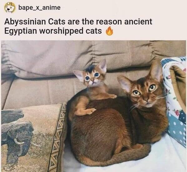 cat memes, funny cat memes, kitty memes, feline memes, kitty jokes, funny cat, silly cat, cat humor, kitten memes, baby cat jokes, tiny feline laughs, cat jokes, feline jokes, whisker humor