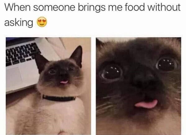 cat memes, funny cat memes, kitty memes, feline memes, kitty jokes, funny cat, silly cat, cat humor, kitten memes, baby cat jokes, tiny feline laughs, cat jokes, feline jokes, whisker humor