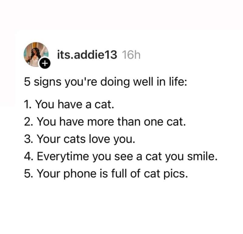 5 signs you're doing well in life: 1. You have a cat. 2. You have more than one cat. 3. Your cats love you. 4. Everytime you see a cat you smile. 5. Your phone is full of cat pics.