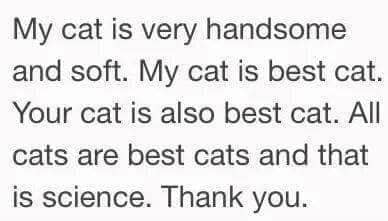 My cat is very handsome and soft. My cat is best cat. Your cat is also best cat. All cats are best cats and that is science. Thank you.