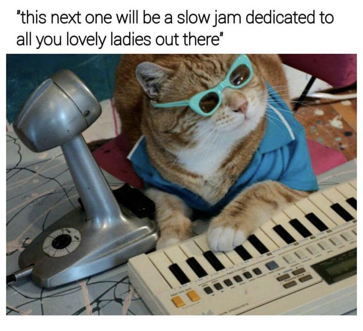 "this next one will be a slow jam dedicated to all you lovely ladies out there" cat keyboard meme