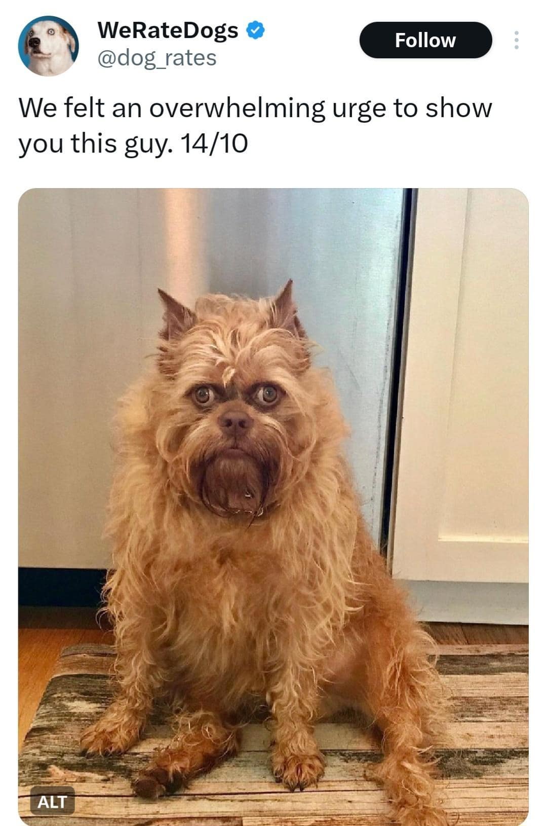 classic memes, vintage memes, viral tweets, old memes, best memes, old but gold, timeless memes, evergreen jokes, legendary memes