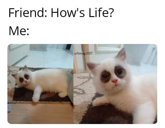 classic memes, viral tweets, vintage memes, timeless jokes, well-known internet hits, enduring funnies, nostalgic memes, reminiscent humor, old-school laughs, retro comedic bits, internet humor, digital wit, online comedic style, net-based giggles, top posts, social quips, trending microblog lines, old memes, best memes