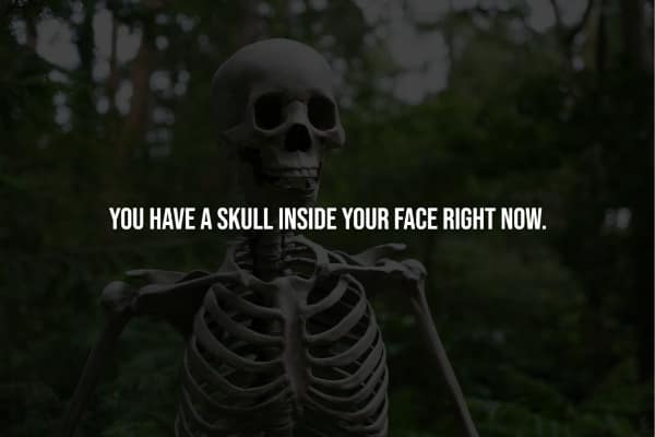 YOU HAVE A SKULL INSIDE YOUR FACE RIGHT NOW.
