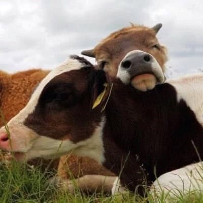 cute cow, cow memes, adorable cow, sweet cow, lovable cow, farm animals, baby cows, dairy cow, cows on pasture, friendly bovines, country livestock, rural creatures, farmland pets