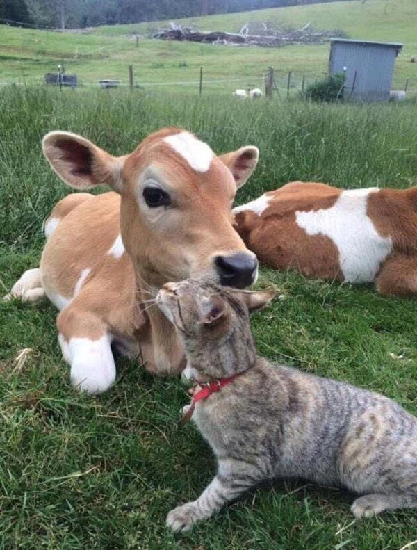 cute cow, cow memes, adorable cow, sweet cow, lovable cow, farm animals, baby cows, dairy cow, cows on pasture, friendly bovines, country livestock, rural creatures, farmland pets