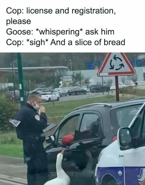 Cop: license and registration, please Goose: *whispering* ask him Cop: *sigh* And a slice of bread