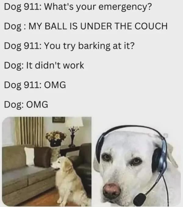 dog memes, funny dog memes, puppy memes, canine memes, furry friend memes, funny dog posts, dog-themed jokes, silly dog pics, dog humor, canine comedy, goofy dog fun, hilarious puppy pictures, adorable puppy photos, funny puppy memes