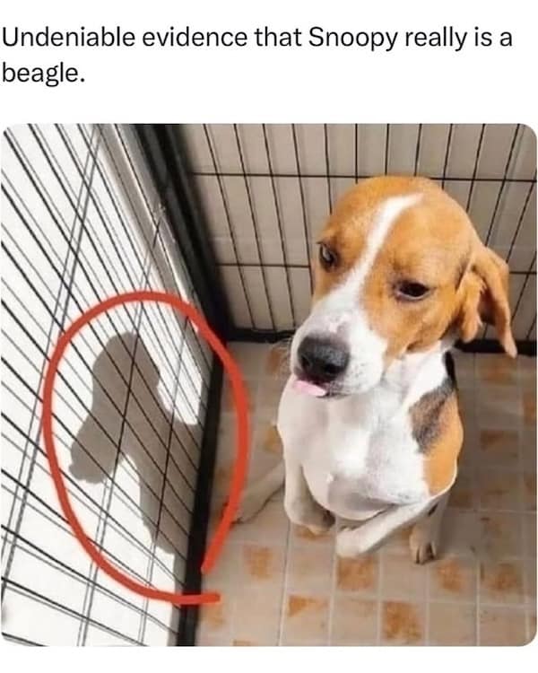 dog memes, funny dog memes, puppy memes, canine memes, funny dogs, cute dog memes, dog humor, pet memes, hilarious dogs, dog photos, dog lover memes, puppy humor, relatable dog memes