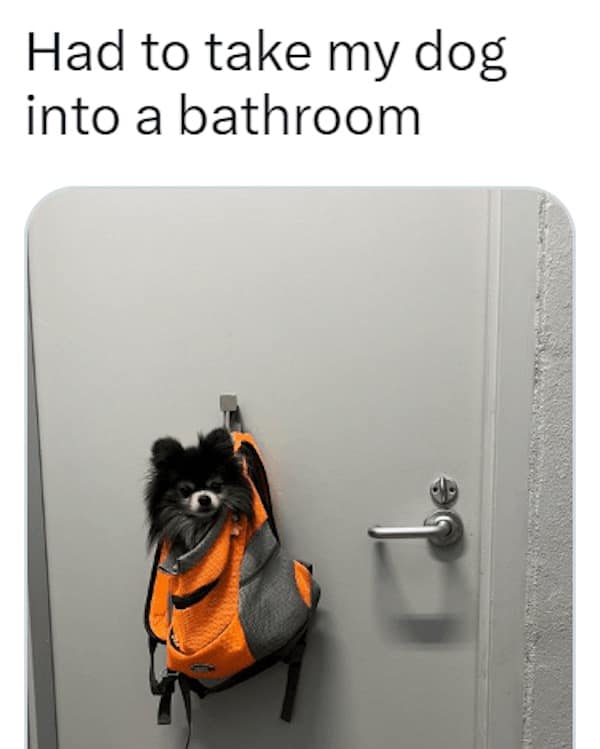 dog memes, funny dog memes, puppy memes, canine memes, funny dogs, cute dog memes, dog humor, pet memes, hilarious dogs, dog photos, dog lover memes, puppy humor, relatable dog memes