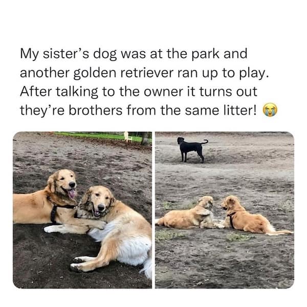 dog memes, funny dog memes, puppy memes, canine memes, funny dogs, cute dog memes, dog humor, pet memes, hilarious dogs, dog photos, dog lover memes, puppy humor, relatable dog memes