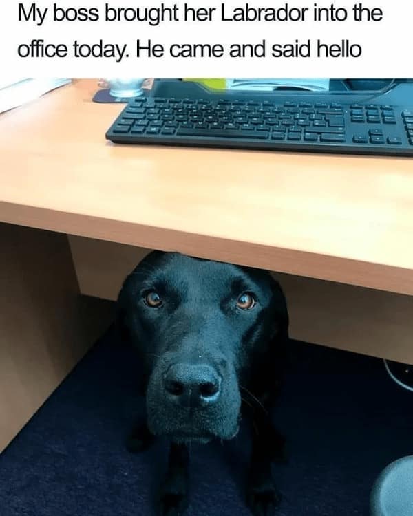 dog memes, funny dog memes, puppy memes, canine memes, funny dogs, cute dog memes, dog humor, pet memes, hilarious dogs, dog photos, dog lover memes, puppy humor, relatable dog memes