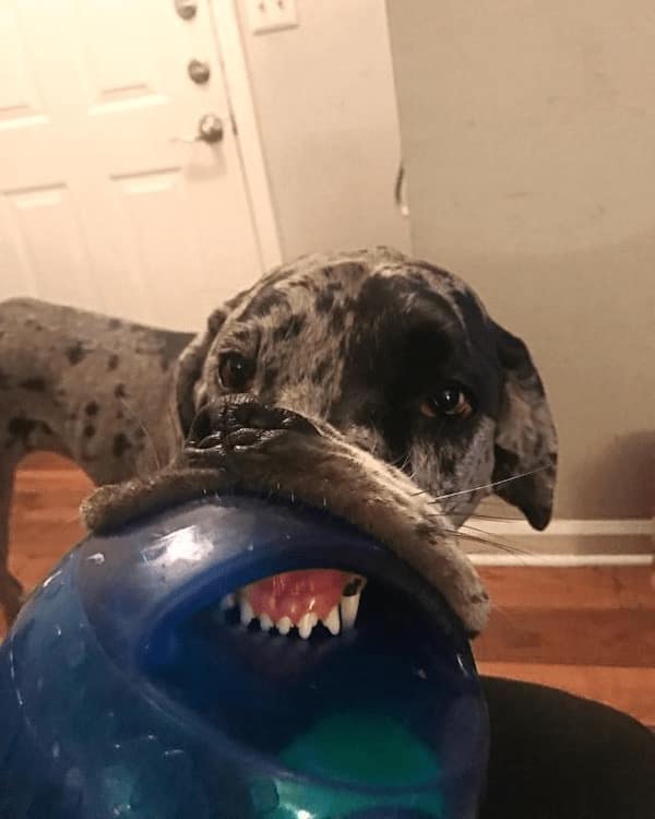 dog memes, funny dog memes, puppy memes, canine memes, funny dogs, cute dog memes, dog humor, pet memes, hilarious dogs, dog photos, dog lover memes, puppy humor, relatable dog memes