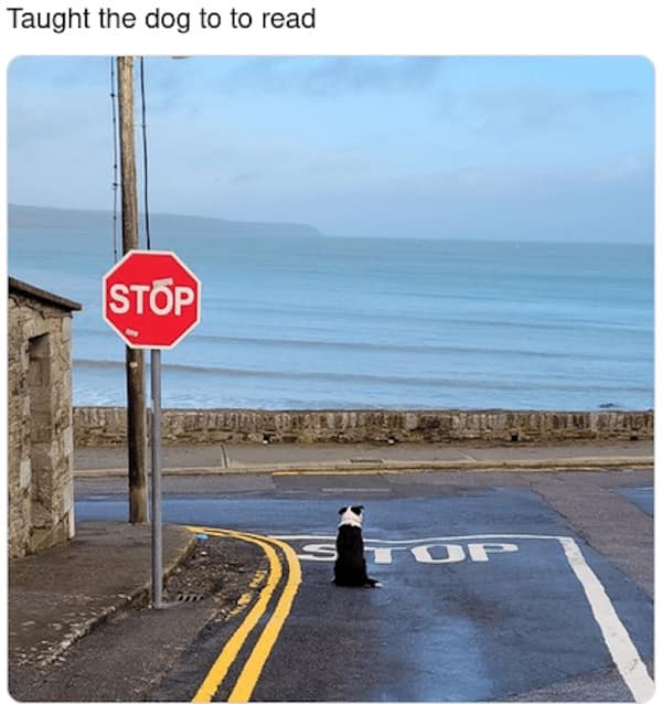 dog memes, funny dog memes, puppy memes, canine memes, funny dogs, cute dog memes, dog humor, pet memes, hilarious dogs, dog photos, dog lover memes, puppy humor, relatable dog memes