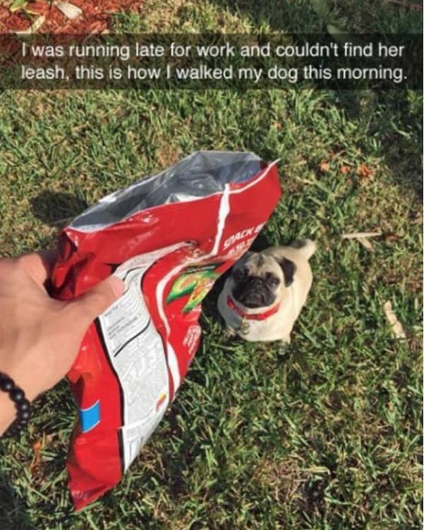 dog memes, funny dog memes, puppy memes, canine memes, funny dogs, cute dog memes, dog humor, pet memes, hilarious dogs, dog photos, dog lover memes, puppy humor, relatable dog memes