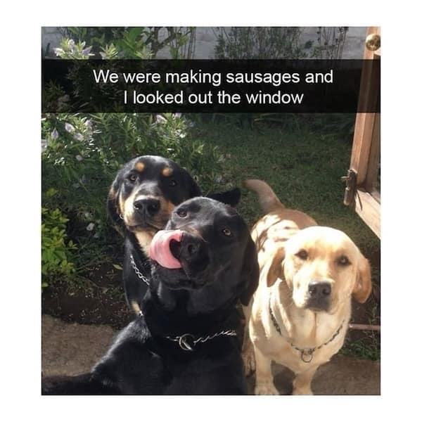 dog memes, funny dog memes, puppy memes, canine memes, funny dogs, cute dog memes, dog humor, pet memes, hilarious dogs, dog photos, dog lover memes, puppy humor, relatable dog memes