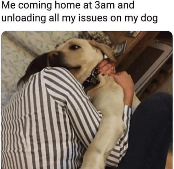 dog memes, funny dog memes, puppy memes, canine memes, funny dogs, cute dog memes, dog humor, pet memes, hilarious dogs, dog photos, dog lover memes, puppy humor, relatable dog memes