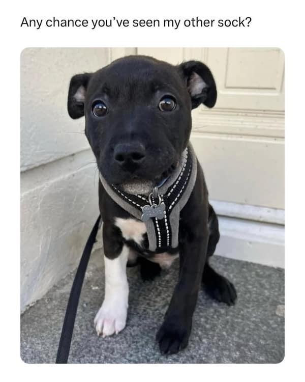 dog memes, funny dog memes, puppy memes, canine memes, funny dogs, cute dog memes, dog humor, pet memes, hilarious dogs, dog photos, dog lover memes, puppy humor, relatable dog memes