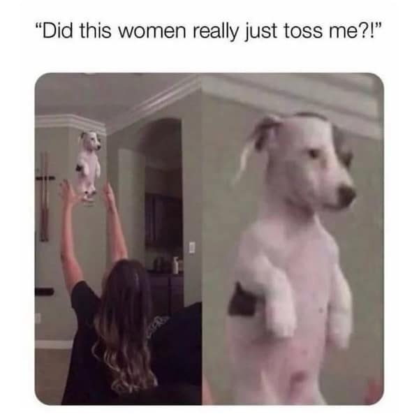 dog memes, funny dog memes, puppy memes, canine memes, funny dogs, cute dog memes, dog humor, pet memes, hilarious dogs, dog photos, dog lover memes, puppy humor, relatable dog memes