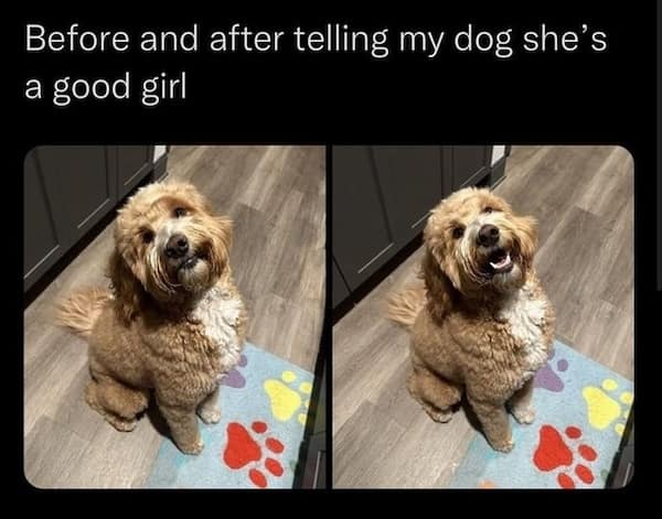 dog memes, funny dog memes, puppy memes, canine memes, funny dogs, cute dog memes, dog humor, pet memes, hilarious dogs, dog photos, dog lover memes, puppy humor, relatable dog memes