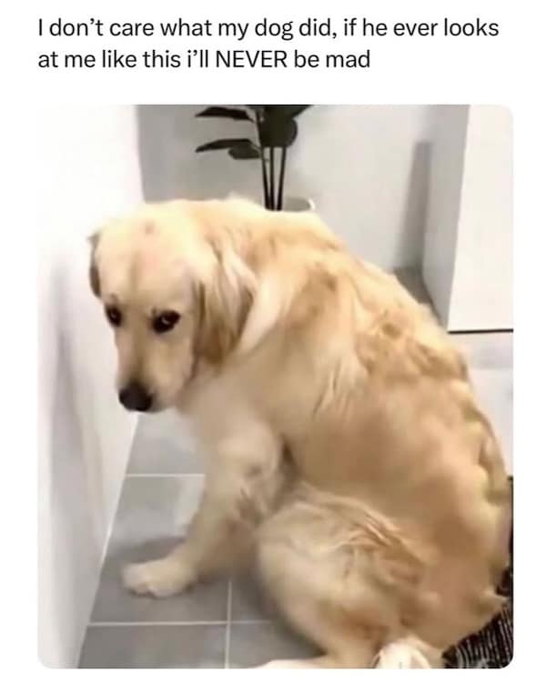 dog memes, funny dog memes, puppy memes, canine memes, funny dogs, cute dog memes, dog humor, pet memes, hilarious dogs, dog photos, dog lover memes, puppy humor, relatable dog memes
