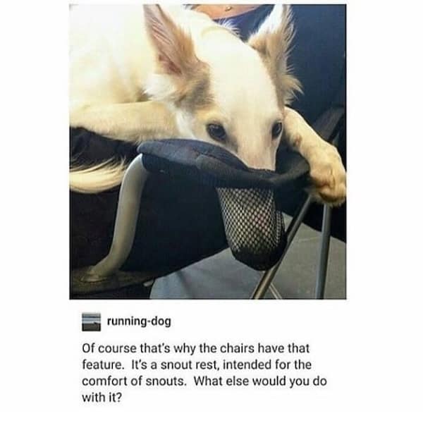 dog memes, funny dog memes, puppy memes, canine memes, funny dogs, cute dog memes, dog humor, pet memes, hilarious dogs, dog photos, dog lover memes, puppy humor, relatable dog memes