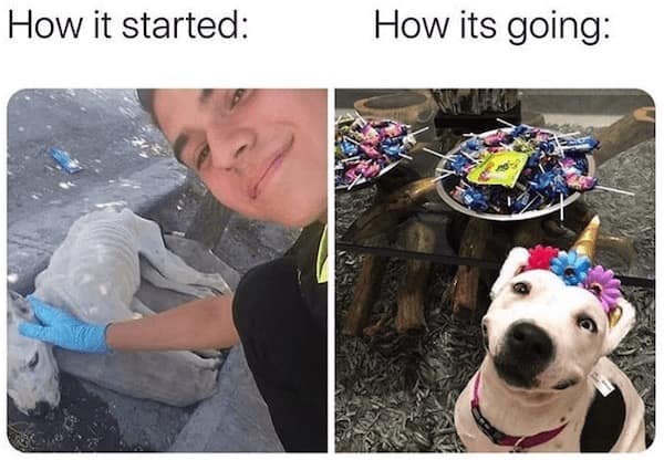 dog memes, funny dog memes, puppy memes, canine memes, funny dogs, cute dog memes, dog humor, pet memes, hilarious dogs, dog photos, dog lover memes, puppy humor, relatable dog memes